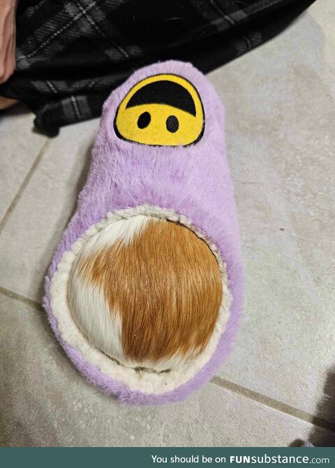 My Guinea pig found her way into my slipper