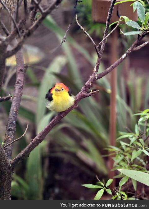 Here is a tiny bird