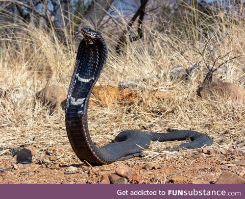 Rinkhals (Hemachatus haemachatus), dangerously venomous