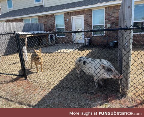 My friends’ new neighbor is such a pig!