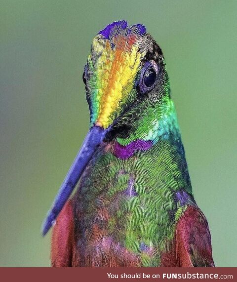 A rainbow hummingbird