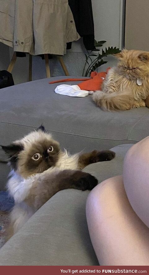 My older cat having no empathy for the kitten attempting to get on the couch