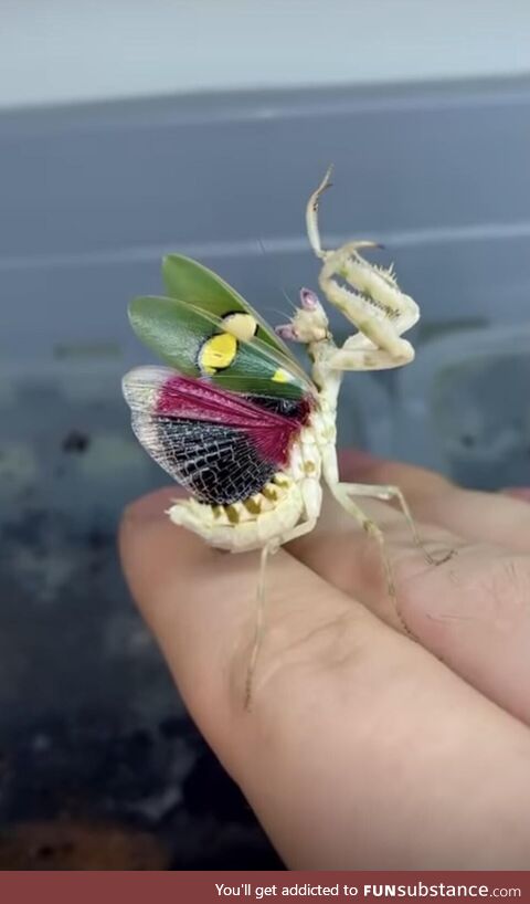 Beautiful flower mantis