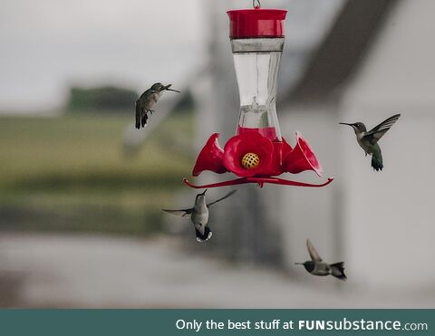 Still one of my favorite pictures I’ve taken. Hummingbirds are so interesting