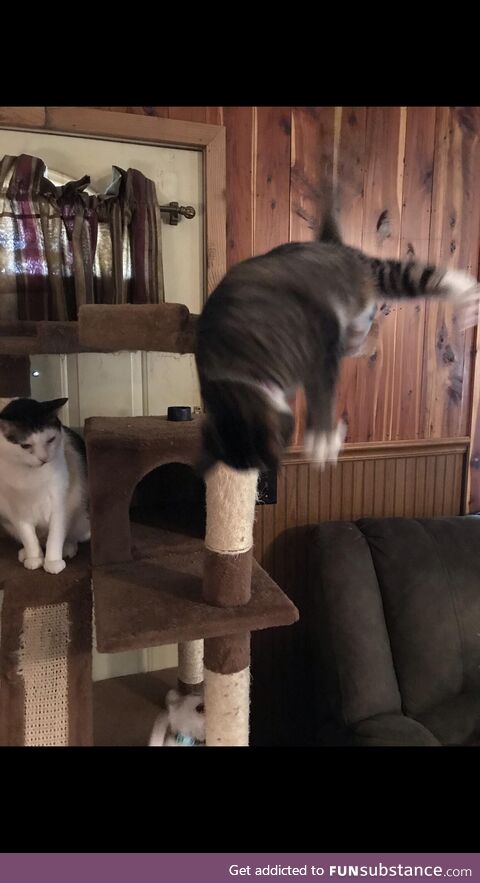 (OC) I caught a pic of the moment my cat rolled off her tower