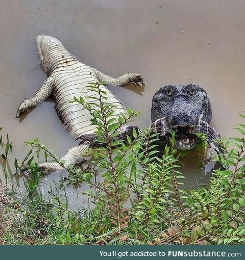 Yacare caiman who is about to feast on its buddy