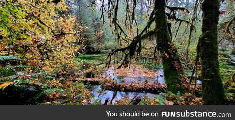 Hoh rain forest, wa