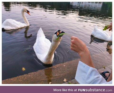 Just a swan eating a dandelion