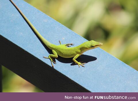 Florida lizard on a fence