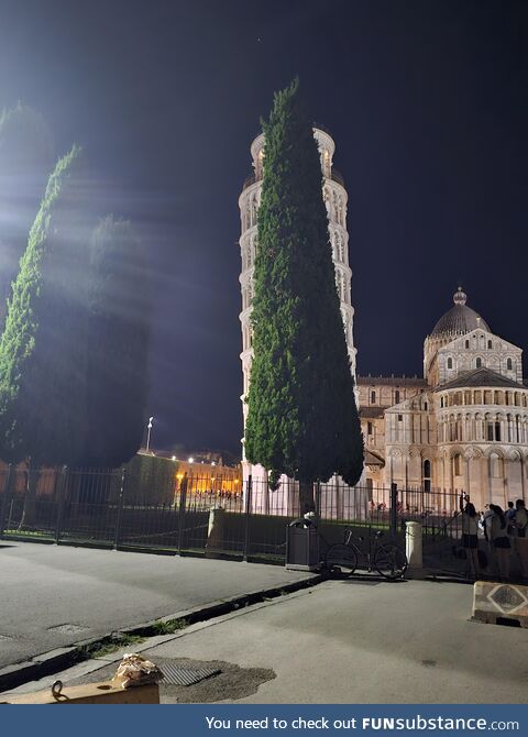 The leaning tree of Pisa