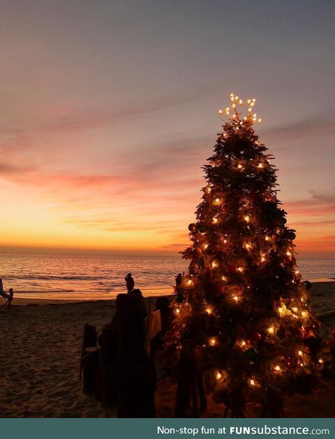 Christmas tree sunset