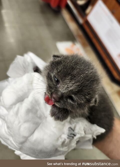 Found this little guy in a parking lot today