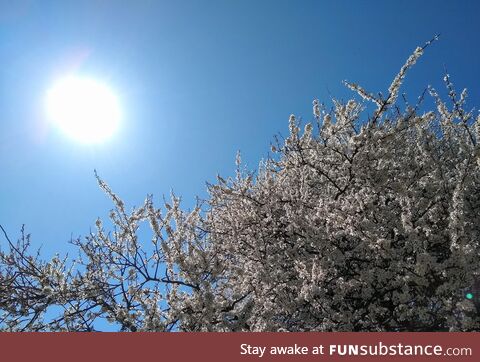 Blooming hawthorn tree against a blue spring sky