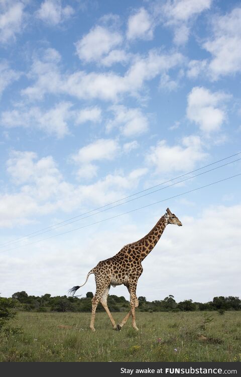 I went on safari in South Africa