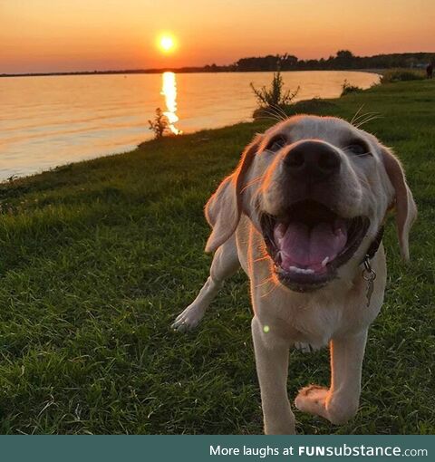 Sunset love with my pup