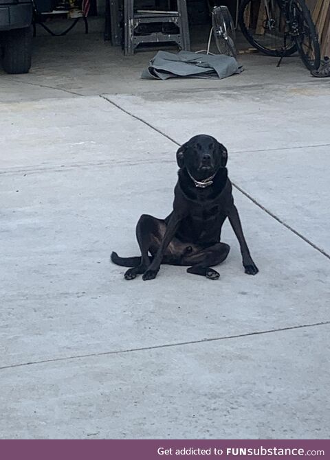 My dog sits weird