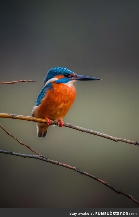 I was lucky enough to capture this stunning colourful Kingfisher against a perfect muted