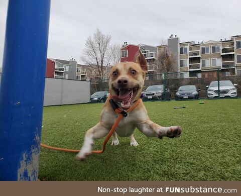 This picture of Azul was taken while he was running/prancing towards me