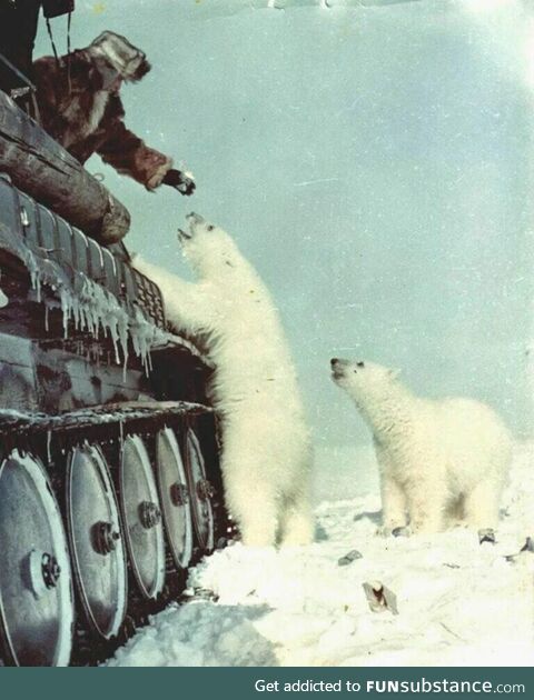 Soviet soldiers feed polar bears from a tank in 1950