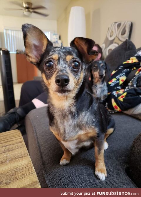 My dog Roxy telling my wife dinner is 1 min late