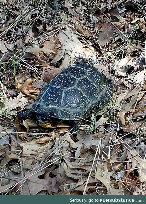 My brother found a blandings turtle