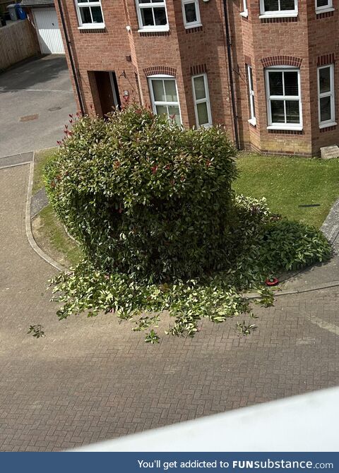 Told the neighbour I'd like to watch her trim her bush. This is not what I meant!