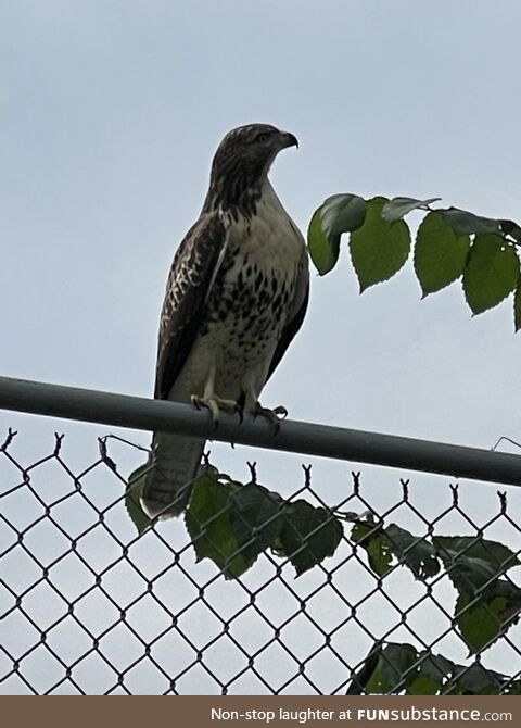 Every year, the fledglings come to my house. :) (OC)