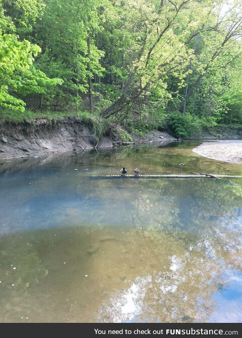 Two ducks on a date