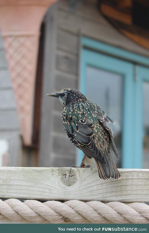 That time I went to a music festival and was more interested in the birds…