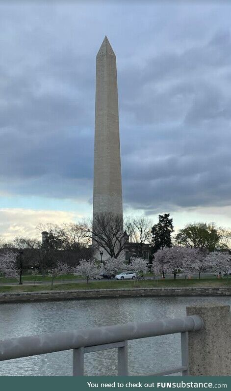 The Washington Monument rising above the cherry blossoms on my commute