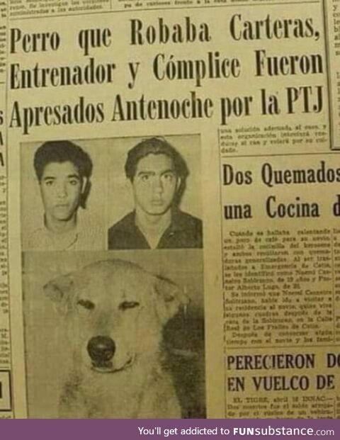 Chilean mugger dog, 1960