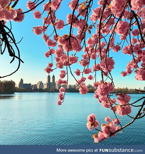 The cherry blossoms in full bloom by the Central Park reservoir