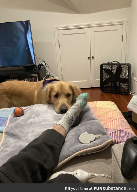 Goodest boy patiently willing to trade ball for pizza slice