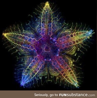 The Nervous System of a Sea Star