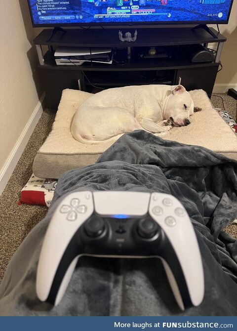 Heated blanket, video games, and dog company