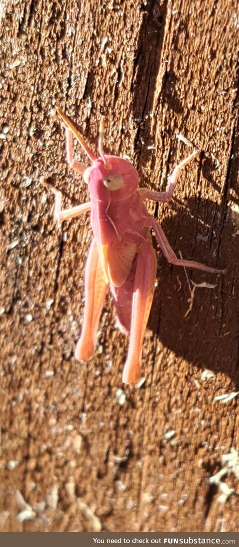 31 years old and today I learnt pink grasshoppers exist