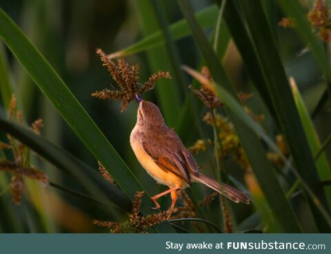 [OC] I took a picture of this beautiful songbird near Chennai. India