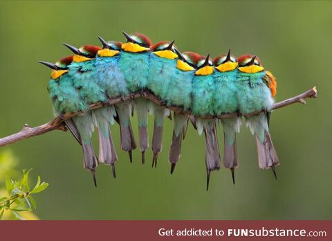 This is not a Caterpillar