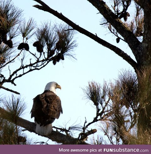 I spotted a Bald Eagle on the way home this afternoon