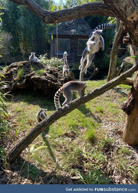 [OC] I accidentally had the perfect timing while taking this photo of Ring-tailed Lemurs