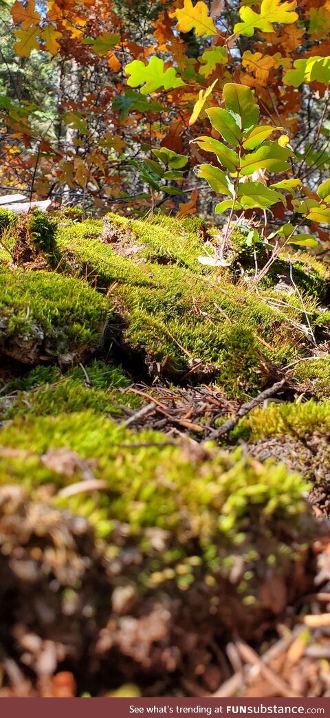 A picture that I took of some moss in the Rocky Mountains