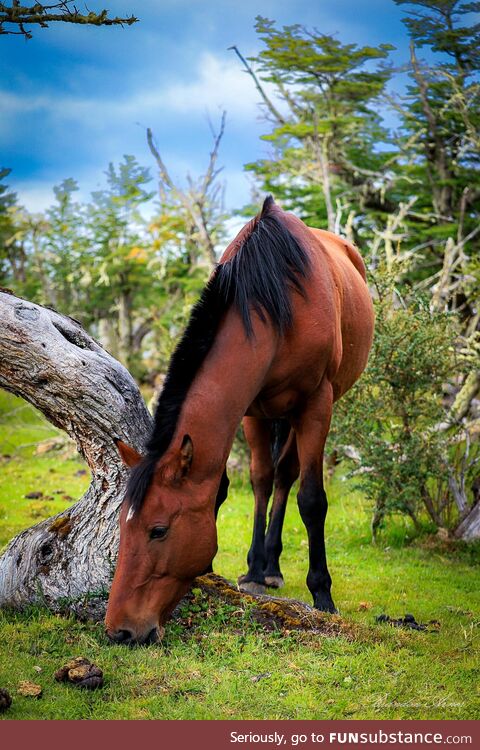 Just a picture of a horse in Patagonia