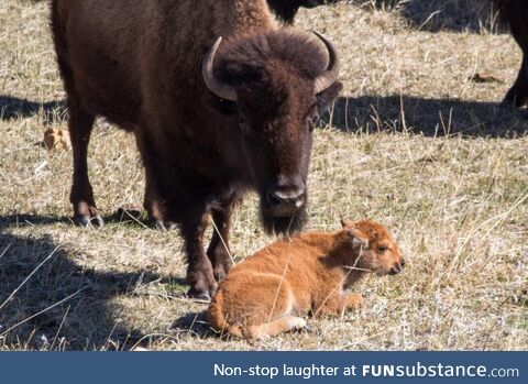 [OC] The Newest Addition to the Herd. First Bison Calf of the Year