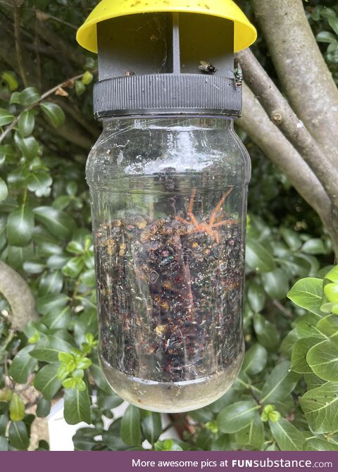 A fly trap I set a few weeks ago has turned into a pit of suffering for hundreds of flies