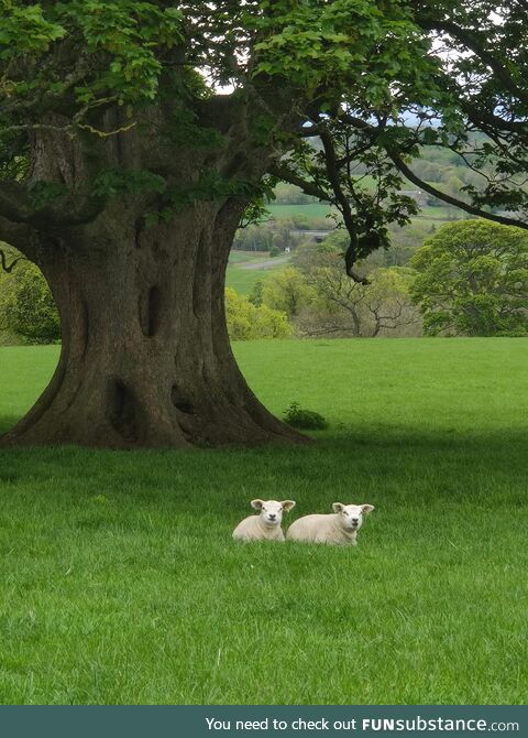 Two smol sheeps