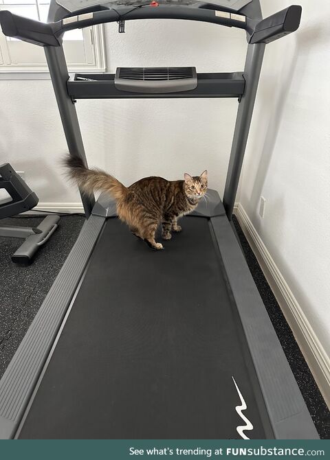 My cat likes to workout