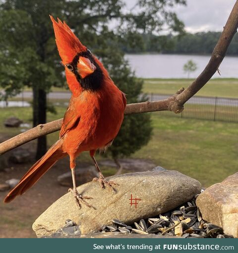 Cardinal pondering his next move