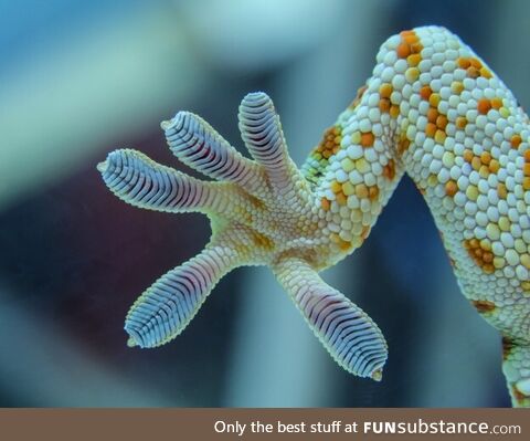 Gecko's feet are pretty cool