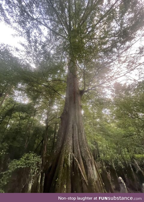 Louisiana swamp