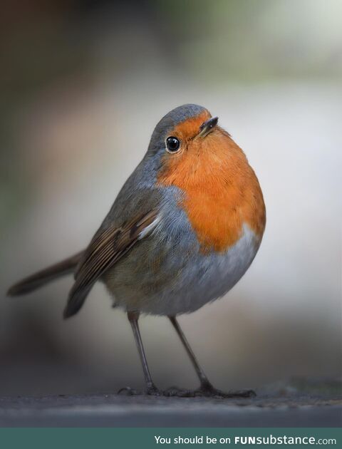 European robin